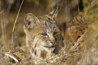 nature photography of a bobcat resting in the morning sun