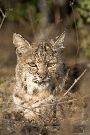 Bobcat staring at the camera while laying down in the grass and dirt