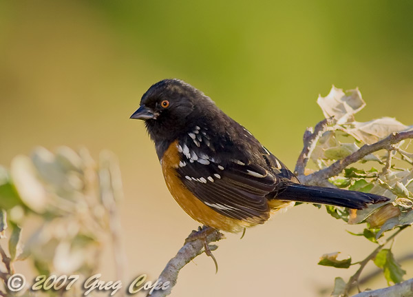 A beautiful red, white, and black Spotted Towhee bird