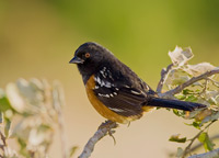 A beautiful red, white, and black Spotted Towhee bird