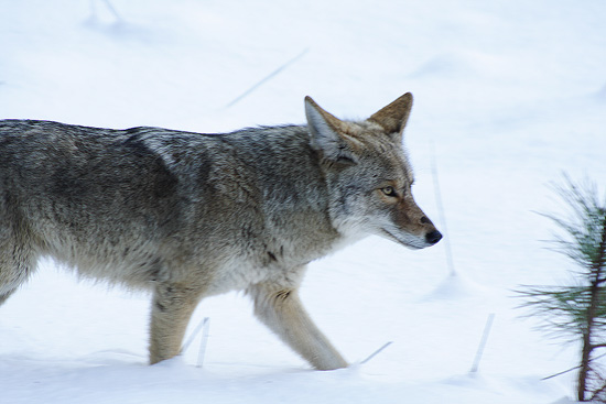 Coyote head and front legs walking in snow near curry village