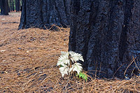 Burnt from a fire lower trunks of two pine trees with dead pine needles and a single living fern growing at the base.