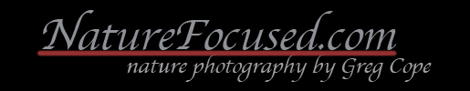 Nature Focused Banner - Fine Art Prints, Stock Photograph, and Nature Photography by Greg Cope