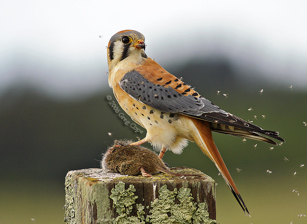 An American Kestrel holding its prey in its talons on a fence post with its head turned