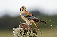 American Kestrel posing with a turned head and holding its prey, a vole