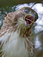 Red Tail hawk eating its prey, a snake