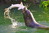 Sea Lion eating Black Tipped Shark