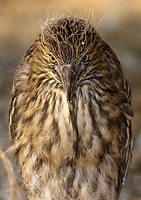 Night Heron.