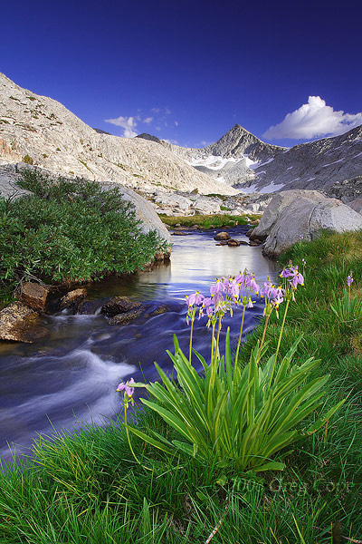 A stream winding through a beautiful meadow filled with shooting star backdropped by a basin lit by late afternoon light