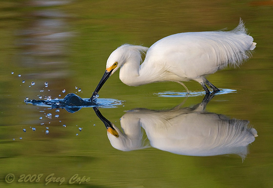 Snowy Egret spearing the water with a splash and reflection