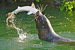 Sea Lion eating Black Tipped Shark